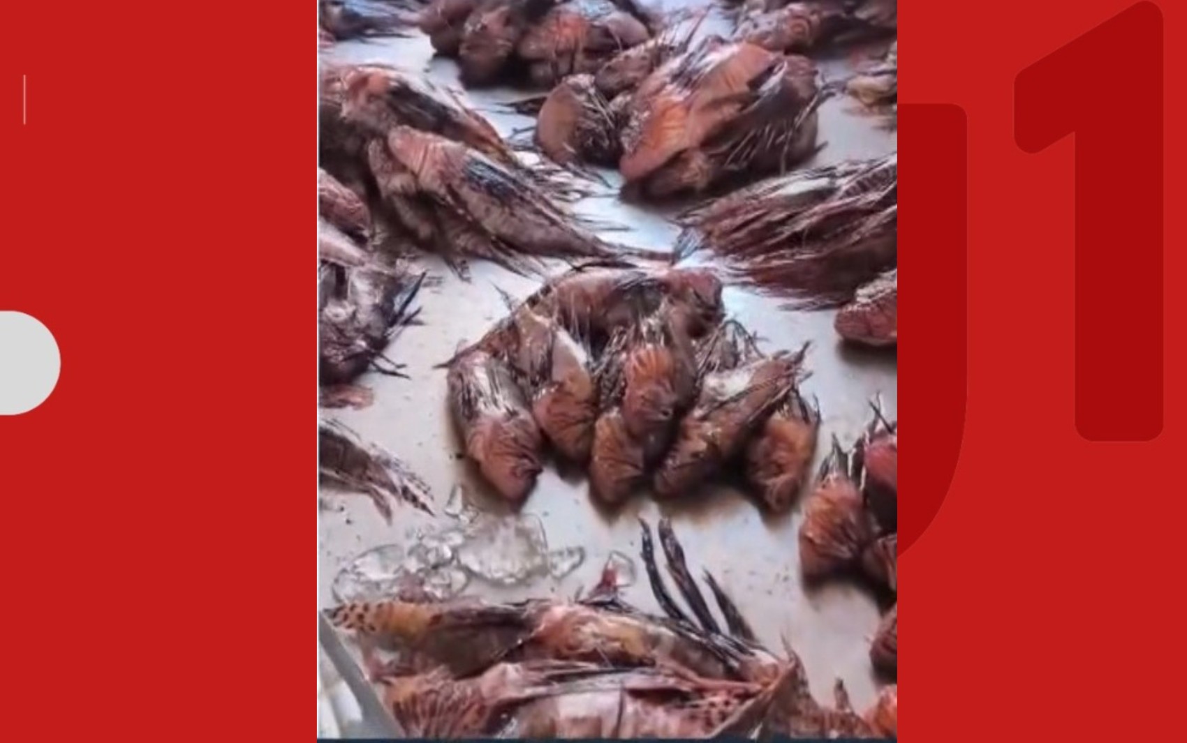 Mais de mil peixes que ameaçam a biodiversidade são capturados em dois meses no extremo sul da BA